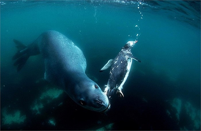 Dù đã cố gắng bơi đi thật nhanh nhưng chim cánh cụt không thể thoát khỏi tầm kiểm soát của hải cẩu báo