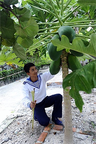 Đảo Nam Yết còn được gọi vui là 'vương quốc của đu đủ' giữa trùng khơi. Nhưng trên đảo không chỉ có đu đủ mà cán bộ, chiến sĩ còn trồng rất nhiều dừa. Dừa được dùng để cải thiện bữa ăn; lá dừa còn được tận dụng làm chổi và che chắn rau xanh.