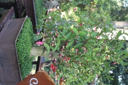 Đã mắt chiêm ngưỡng hoa kiểng độc, quý hiếm