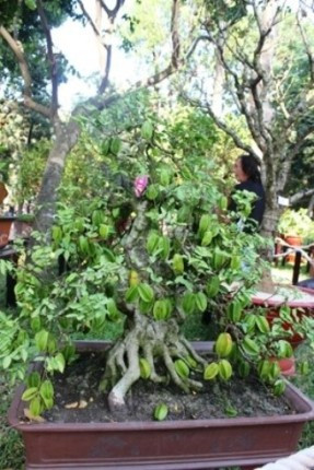 Đã mắt chiêm ngưỡng hoa kiểng độc, quý hiếm