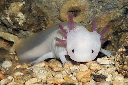 Giống Axolotl nổi tiếng với khả năng tái tạo các chi bị tổn thương. Điều này khiến chúng được các nhà khoa học quan tâm đặc biệt.
