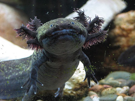 Phần lớn giông Axolotl có màu trắng hồng, trong khi một số ít có màu đen.