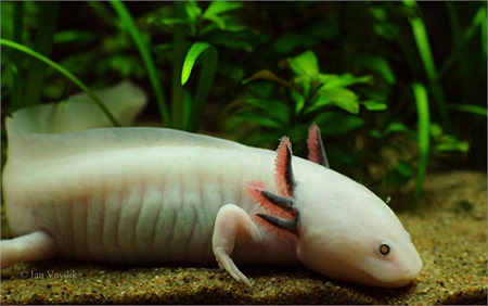 Tại Việt Nam, giống Axolotl khá hiếm, giá lên đến hàng triệu đồng một con và thuộc loại khó nuôi.