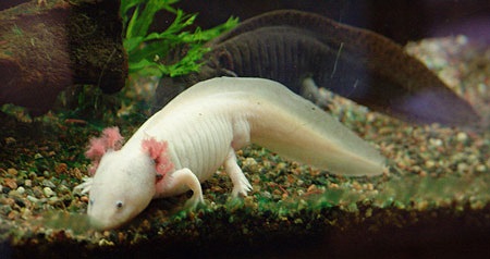 Vì vậy, chỉ những ai thật sự có niềm đam mê sinh vật lạ mới nuôi chúng. Theo Kiến thức