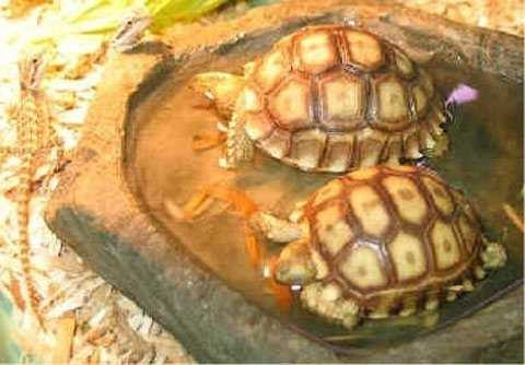 Hải sản tiền triệu trên bàn tiệc đại gia