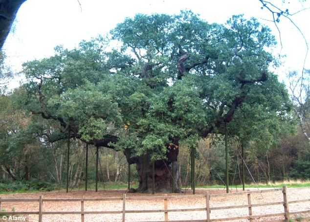 Hình sư thầy dưới gốc cây nghìn tuổi gây sốt trên mạng