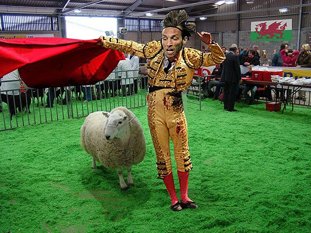 Đấu sĩ Michu đấu với cừu.