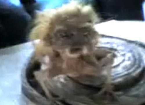 Kinh hãi sinh vật lạ đầu người mình rắn