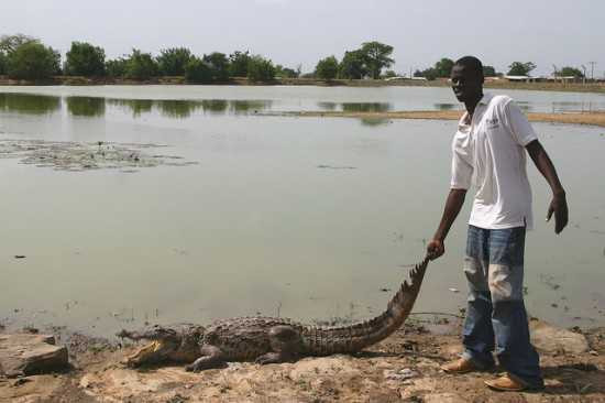 Kỳ lạ làng làm bạn cùng cá sấu khổng lồ