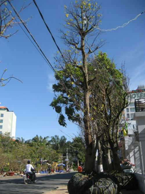 Mai cổ thụ 150 năm tuổi, giá 650 triệu đồng ở Cần Thơ