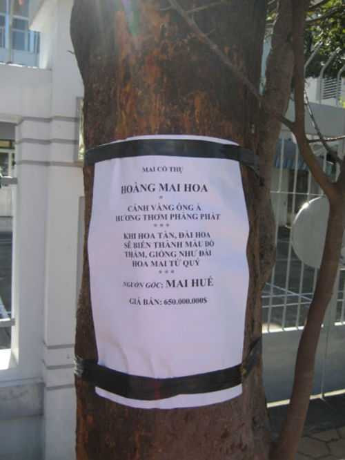 Mai cổ thụ 150 năm tuổi, giá 650 triệu đồng ở Cần Thơ