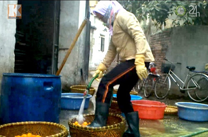 Nguyên liệu chế biến món mứt táo là những quả táo thối, dập nát. Công nhân dùng chân rửa quất để chuẩn bị nguyên liệu làm món mứt quất.