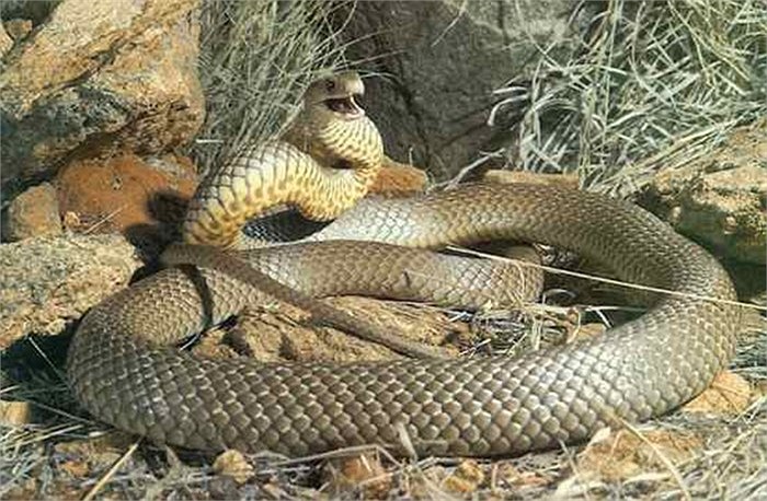 Rắn nâu phương Bắc: Có cái tên rất bình thương nhưng chỉ cần 0.002 gram nọc độc của nó đủ làm một người trưởng thành tử vong