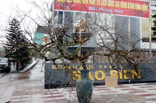 Ngắm cặp đào 'Long - Phụng sum vầy' giá trăm triệu