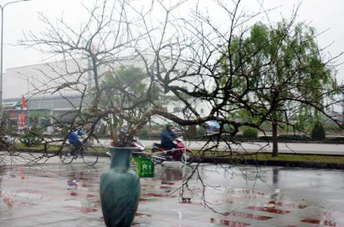 Ngắm cặp đào 'Long - Phụng sum vầy' giá trăm triệu