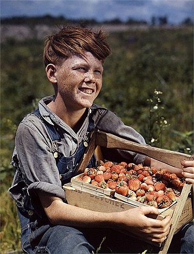 Cậu bé cười rạng rỡ bên thùng dâu tây mới hái ở trang trại tại Missouri, Mỹ