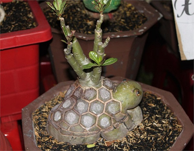 Ông Hoàng cho biết để làm ra được những gốc sứ hình con rùa, con voi, tòa tháp... như thế này rất kỳ công và mất nhiều thời gian.