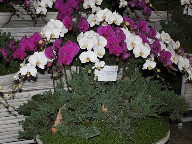 Chậu lan 'khủng' giá 14 triệu đồng.