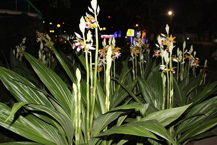 Hoa hạc đỉnh, một giống địa lan rừng.