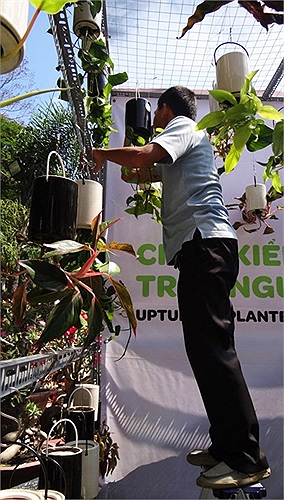 Chậu kiểng treo ngược, khá lạ mắt.