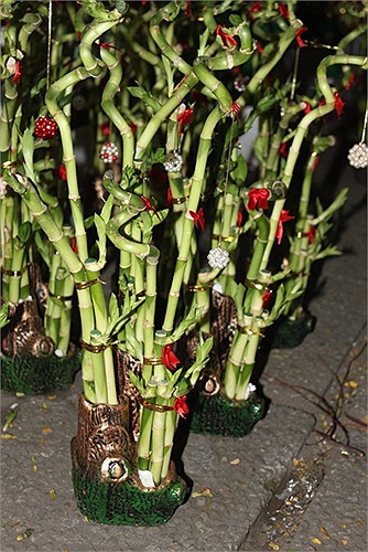 Những chậu phát tài được uốn rất công phu, có giá vào khoảng 250.000 đồng/chậu