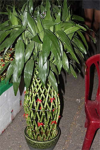 Chậu phát tài này có giá 500.000 đồng.