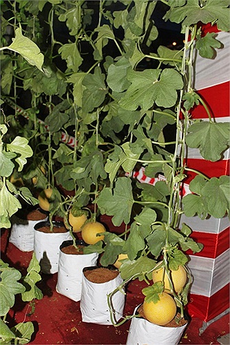 Dưa lưới Nhật được trồng ở Việt Nam cũng có mặt tại chợ hoa tết năm nay.