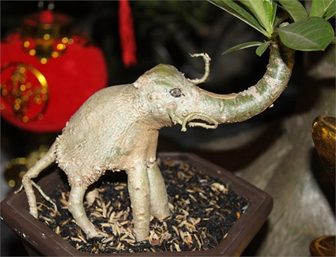 Gốc sứ hình con voi.