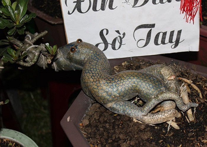 Gốc sứ hình con rắn.