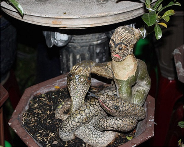 Giá của những cây sứ này không hề rẻ, dao động từ vài triệu đến gần 20 triệu đồng.