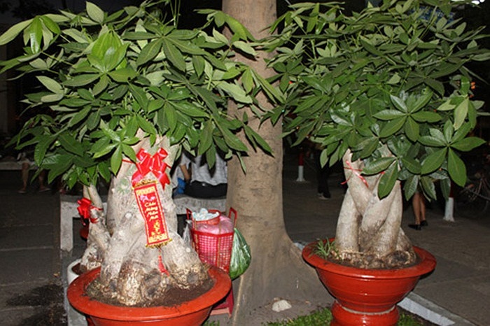 Cặp kim ngân này có giá 20 triệu đồng.