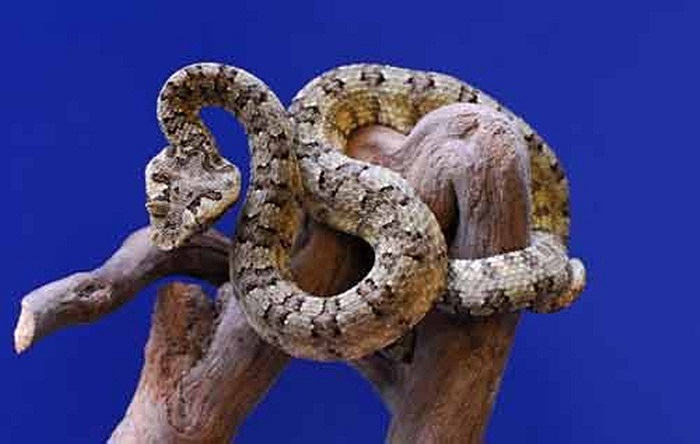 Rắn lục sừng là một loài rắn độc. Tìm cách bắt hoặc trêu chọc chúng là điều khá nguy hiểm.