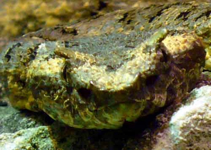 Rắn lục sừng hiện tại đã được đưa vào Sách Đỏ của Việt Nam.