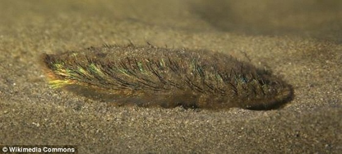 Sâu biển trong môi trường tự nhiên ở độ sâu khoảng 2km dưới mặt nước. 