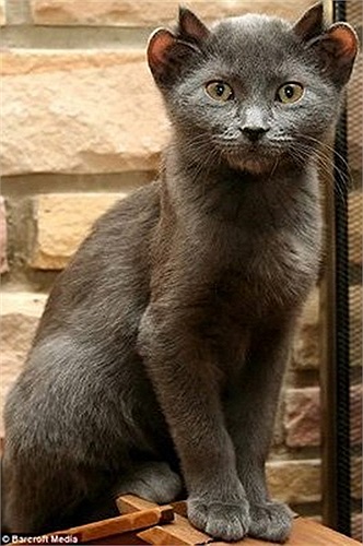 Mèo đen quái dị có 4 tai đáng sợ