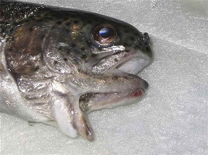 Chú cá hồi 2 miệng kì lạ