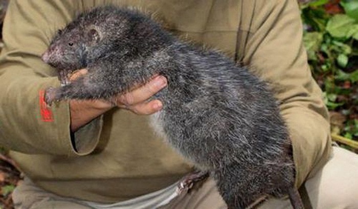 Chuột khổng lồ quái dị