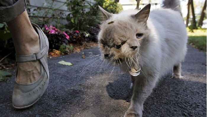 Chú mèo hai đầu duy nhất còn tồn tại trên thế giới