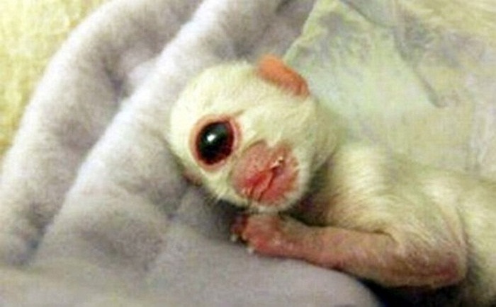 Chú mèo con có hình dạng kỳ dị khi chỉ có một mắt và không có mũi