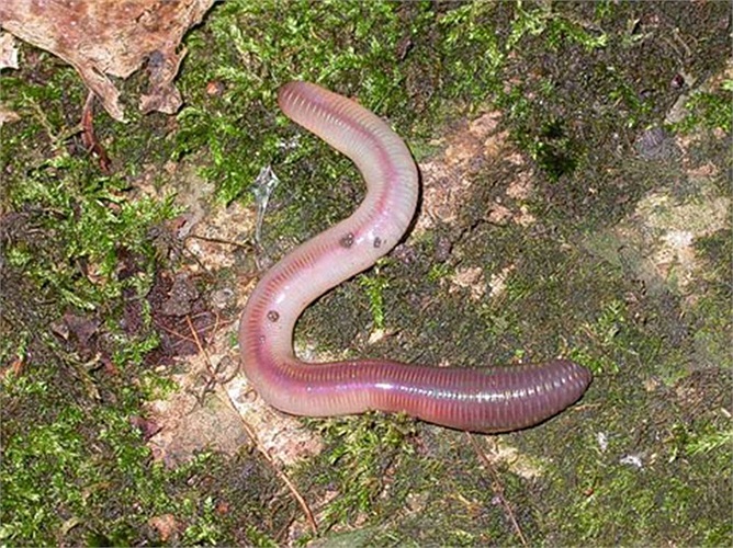 Giun đất kỳ dị ăn được kim loại, nó được dùng làm sạch các đất công nghiệp bị ô nhiễm