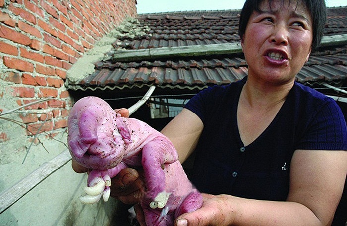 Con lợn con có hình thù giống hệt con voi