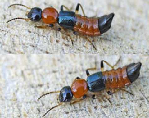 Những vụ việc rúng động cộng đồng mạng năm 2012