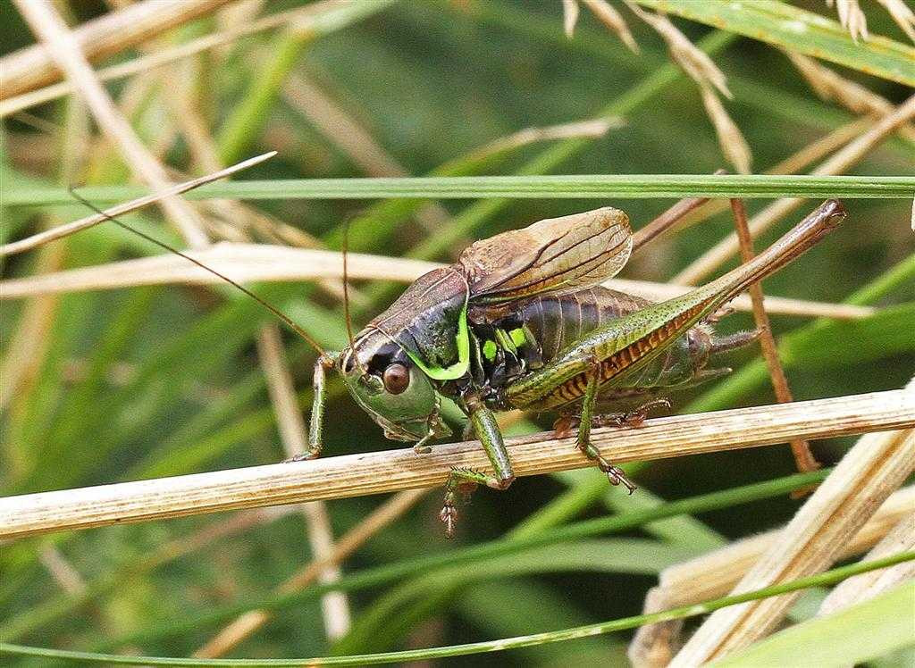 Nông dân kiếm bộn tiền nhờ nuôi dế biết hát