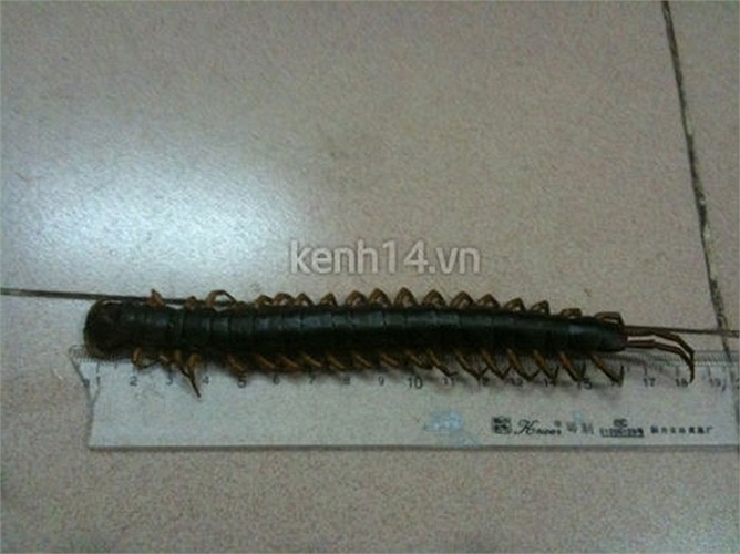 Ban đầu, con rết dài 23cm nhưng do bị đem ra ngâm rượu nên nó chỉ co lại còn khoảng 18cm.