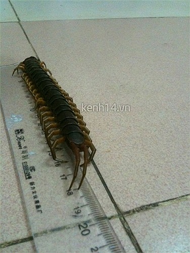Những cái chân của nó cũng rất to.