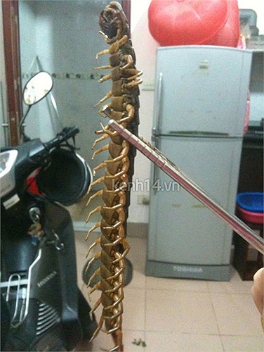 Nó to hơn rất nhiều so với những con rết mà mọi người thường thấy.