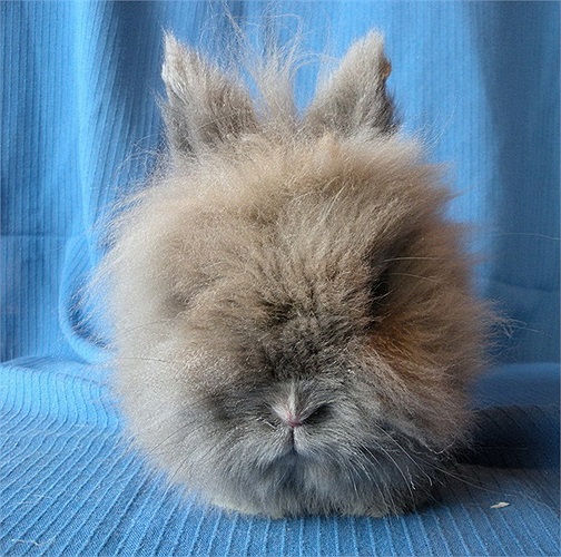 Thời gian gần đây, thỏ sư tử - một giống thỏ lai nhân tại có xuất xứ từ Tây Âu đã trở thành con vật cưng được nhiều bạn trẻ Việt Nam tìm mua.