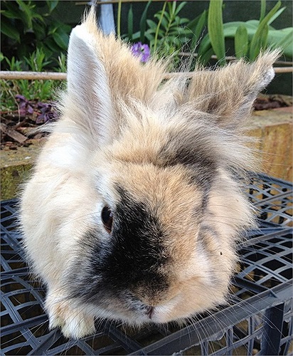 Thỏ sư tử có nhiều màu lông khác nhau như trắng, nâu, xám hay khoang...