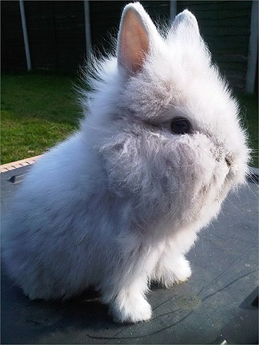 Nhìn chung, chúng khá dễ nuôi, với thức ăn là các loại rau, củ, quả.