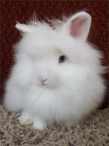 Tuy vậy, chúng đòi họ sự chăm chút thường xuyên để bảo đảm bộ lông luôn luôn sạch sẽ tinh tươm